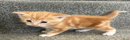 Mixed Breed cats for sale: Beautiful kittens for sale - Advert 4