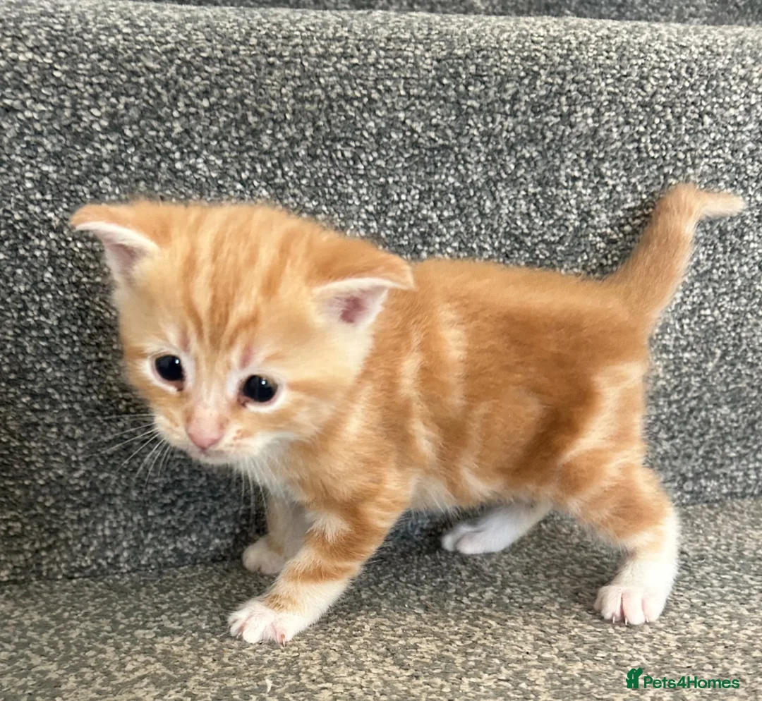 Mixed Breed cats for sale: Beautiful kittens for sale - Advert 4