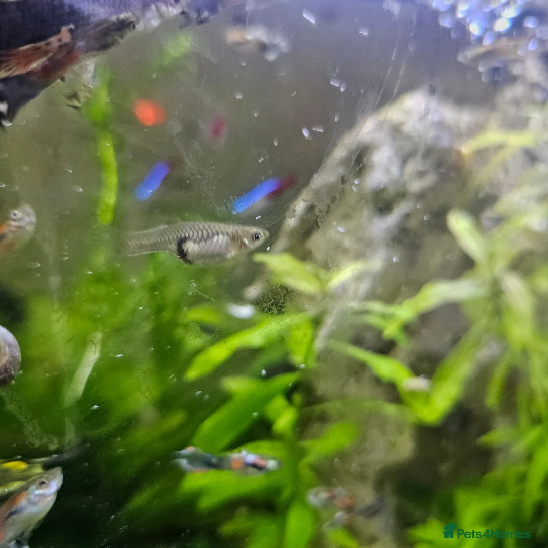 Live Bearers fish for sale: Aquarium with fish in Stockton-on-Tees - Advert 5