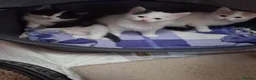 Mixed Breed cats for sale: Gorgeous  long haired kittens - Advert 6