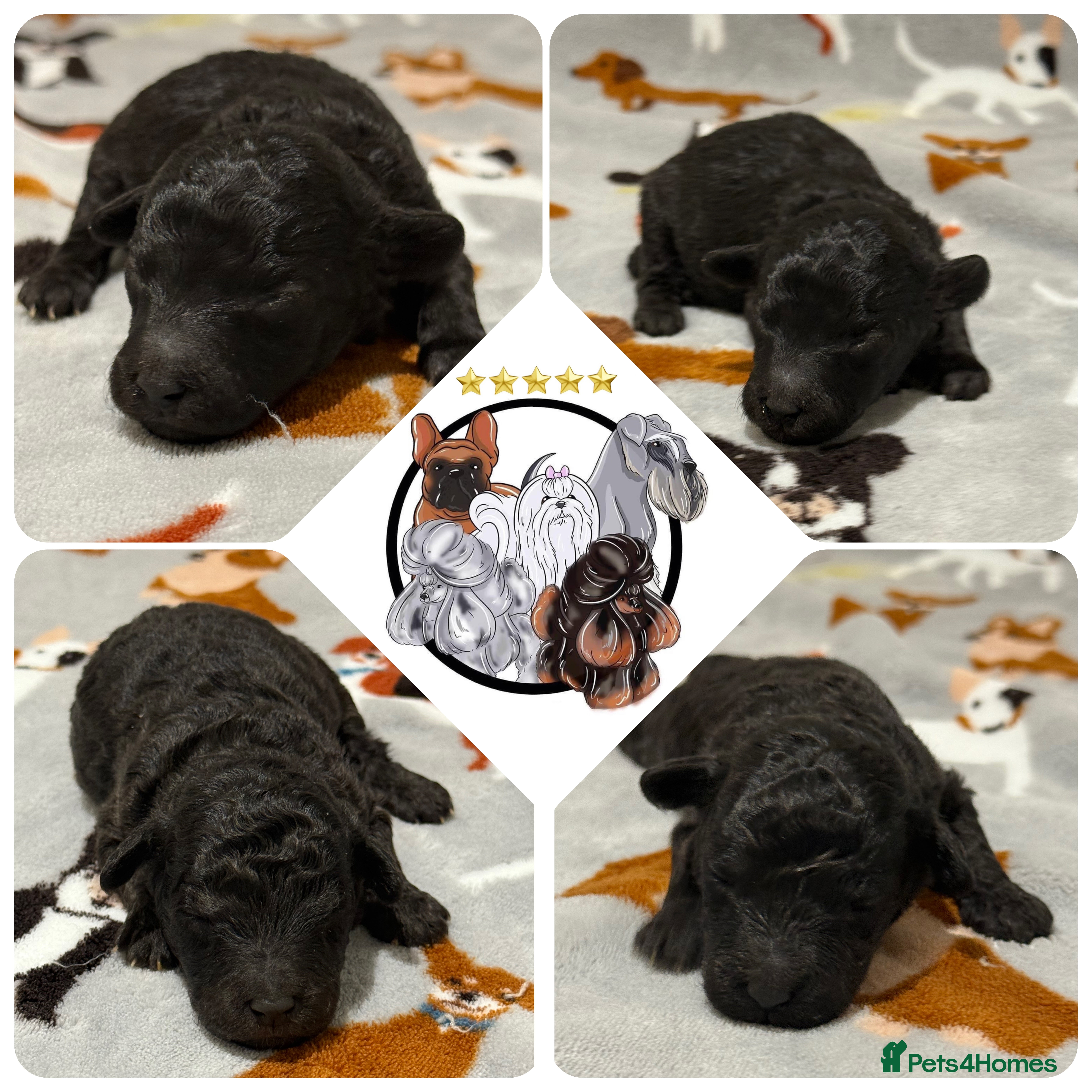 Miniature Poodle dogs OUTSTANDING SILVER MINI POODLES BEST IN 🇬🇧  - Advert 11