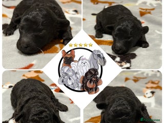 Miniature Poodle dogs OUTSTANDING SILVER MINI POODLES BEST IN 🇬🇧 - Advert 11