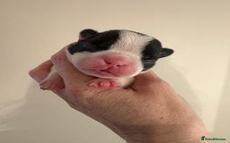Boston Terrier dogs for sale: Stunning litter Kc reg Boston terriers  - Image 9