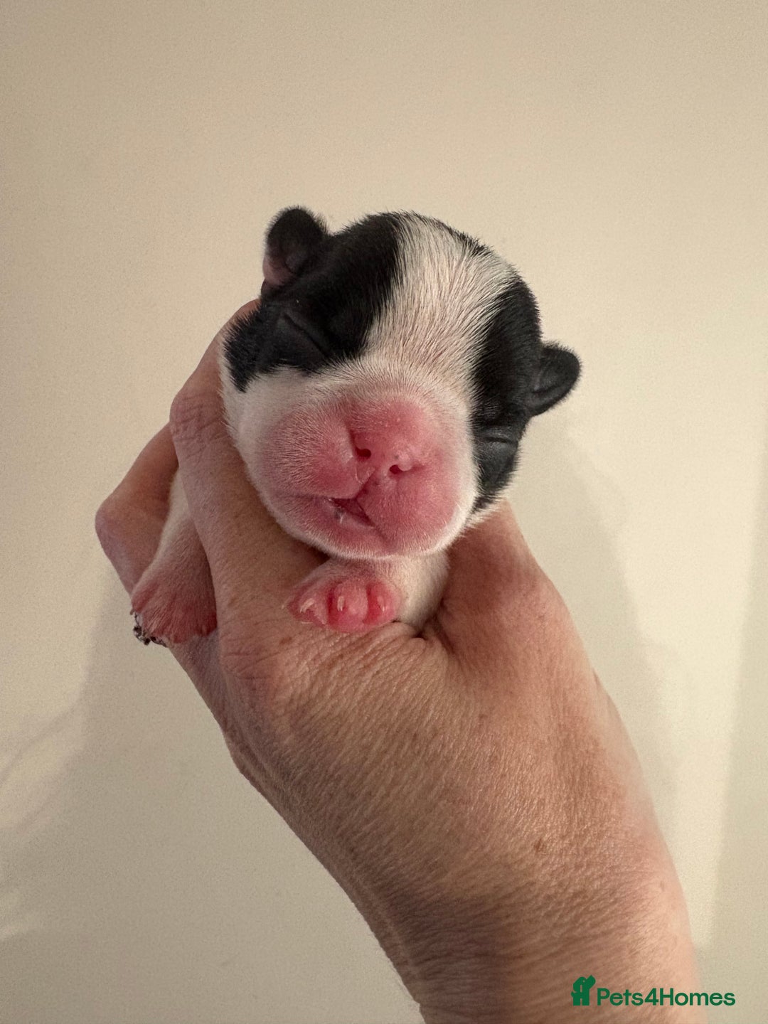 Boston Terrier dogs for sale: Stunning litter Kc reg Boston terriers  - Image 9