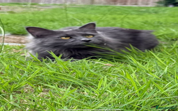 Maine Coon cats for sale: Blue Maine coon girl - Image 2