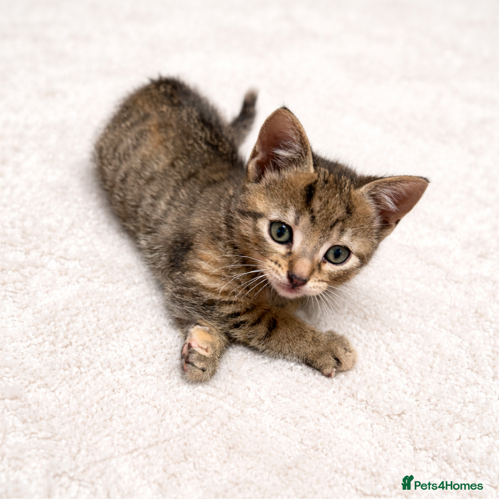 Mixed Breed cats Female Tabby for sale  - Advert 1