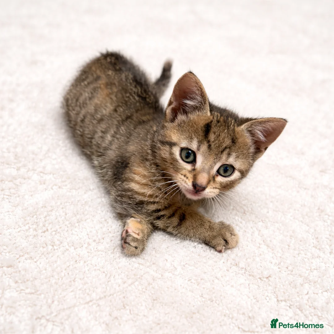 Mixed Breed cats for sale: Female Tabby for sale  in Bradford - Advert 1