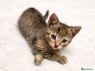 Mixed Breed cats Female Tabby for sale - Advert 1