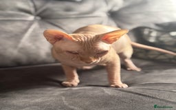 Sphynx cats for stud: Sphynx stud - Image 2