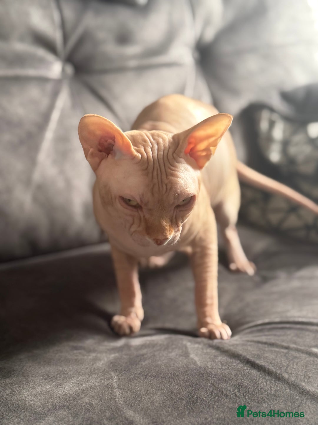 Sphynx cats for stud: Sphynx stud - Image 2