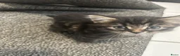 Mixed Breed cats for sale: 4 kittens for sale  - Advert 2