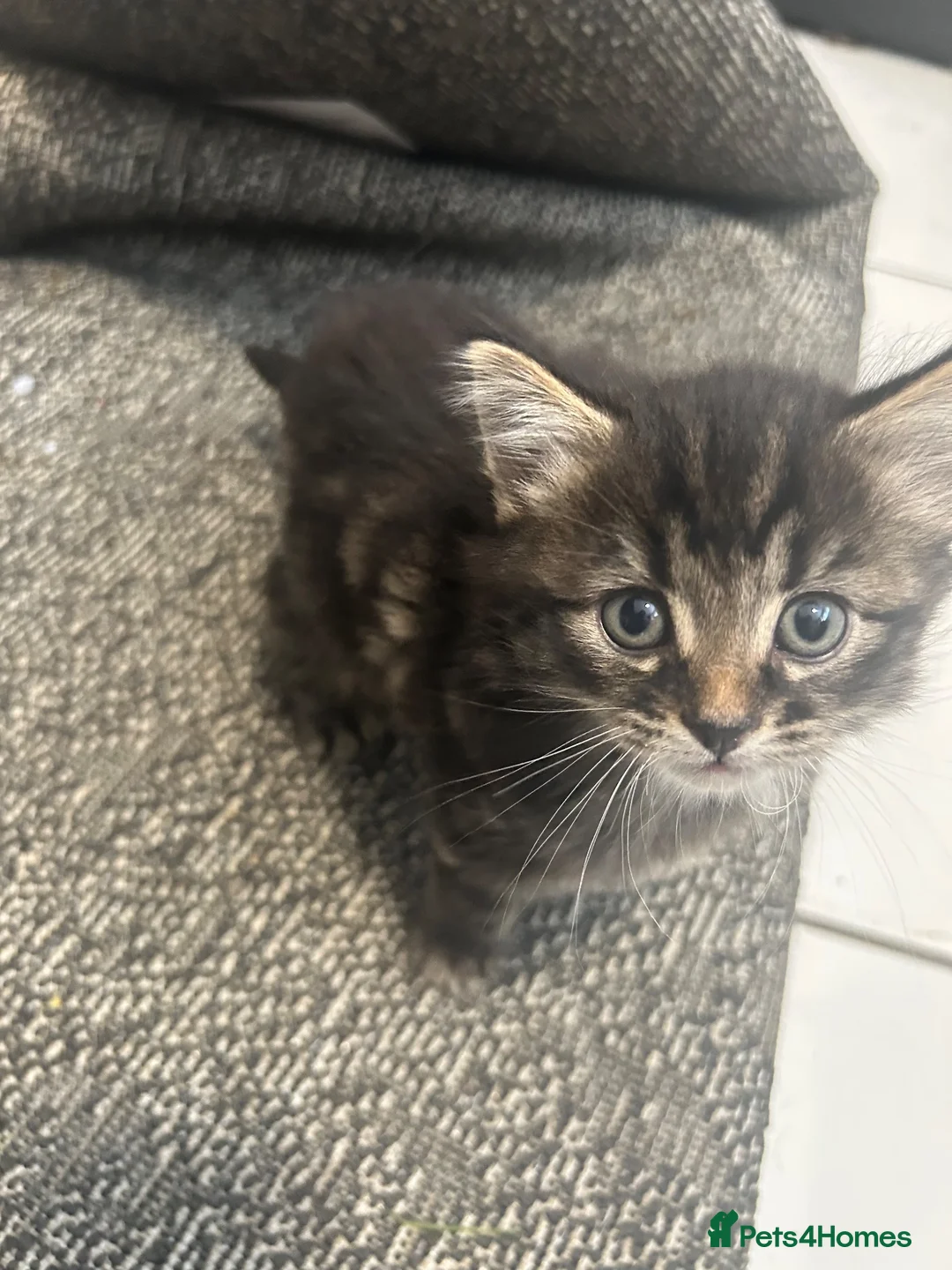 Mixed Breed cats for sale: 4 kittens for sale  - Advert 2