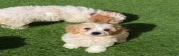Cavachon dogs for sale: 💕 READY NOW VACCINATED  - Advert 5