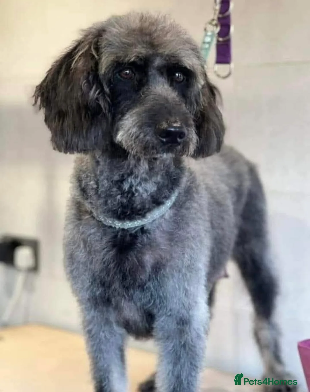 Labradoodle dogs for sale: Stunning mini phantom labradoodles - Advert 2