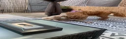 Double Doodle dogs for sale: Labradoodle  - Advert 11