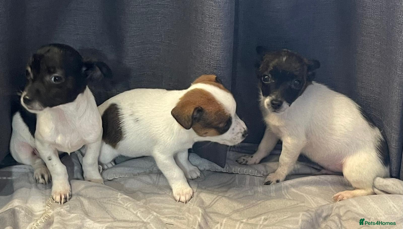Jack Russell dogs Miniature jack Russell puppies  - Advert 2