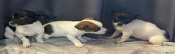 Jack Russell dogs for sale: Miniature jack Russell puppies  - Advert 1