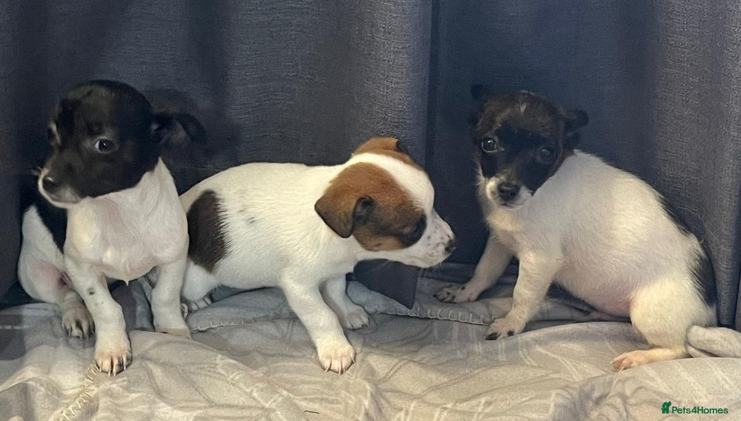 Jack Russell dogs for sale: Miniature jack Russell puppies  - Advert 1
