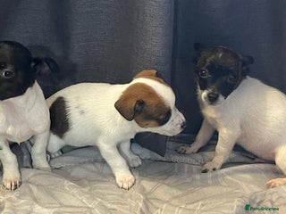 Jack Russell dogs Miniature jack Russell puppies - Advert 1