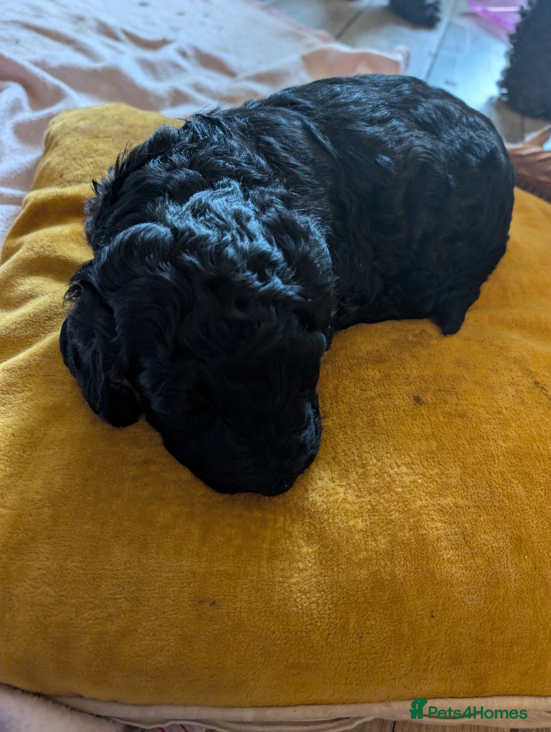 Goldendoodle dogs for sale: Golden doodle puppies for sale  - Image 7
