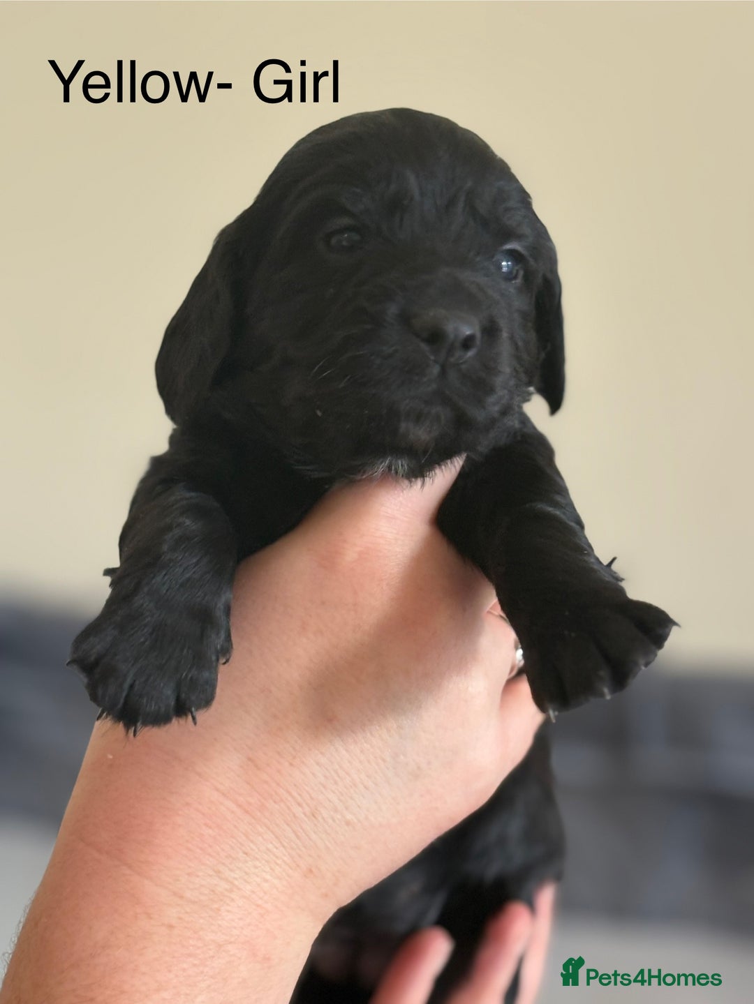 Cocker Spaniel dogs for sale: Gorgeous Working Cocker spaniels for sale - Image 9
