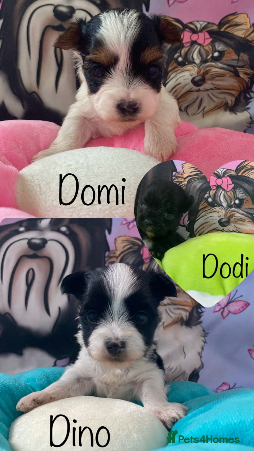 Yorkshire Terrier dogs Beautiful small Biewer Yorkshire Terrier Pedigree  - Advert 1