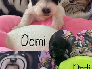 Yorkshire Terrier dogs Beautiful small Biewer Yorkshire Terrier Pedigree - Advert 1