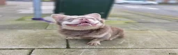 French Bulldog dogs for stud: MR COMPACTABULL  - Advert 7