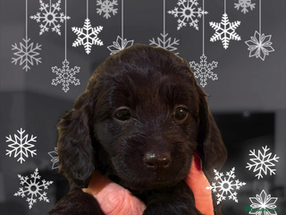 Cockapoo dogs STUNNING F2 COCKAPOO LOOKING FOR HER FOREVER 🏡🐶 - Advert 8