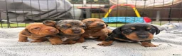 Miniature Dachshund dogs for sale: Minature Dachshund puppies for sale - Advert 1