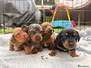 Miniature Dachshund dogs Minature Dachshund puppies for sale - Advert 1