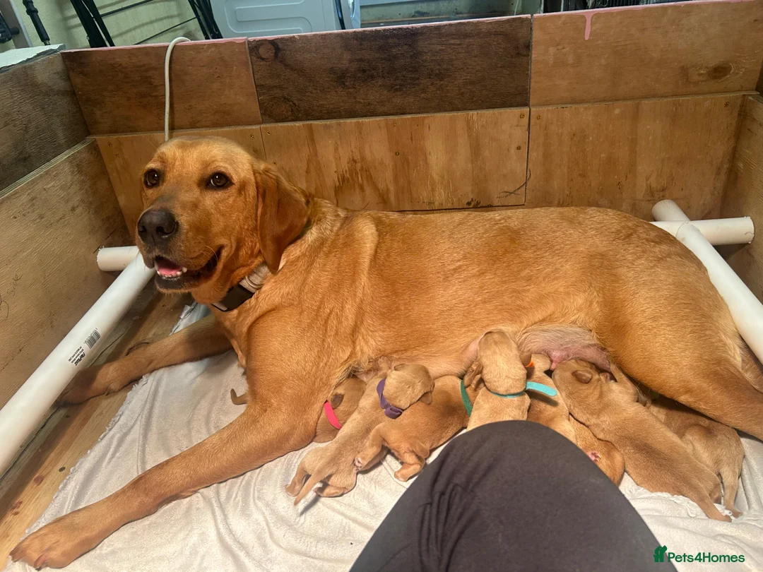 Labrador Retriever dogs for sale: Puppies for sale - Advert 15