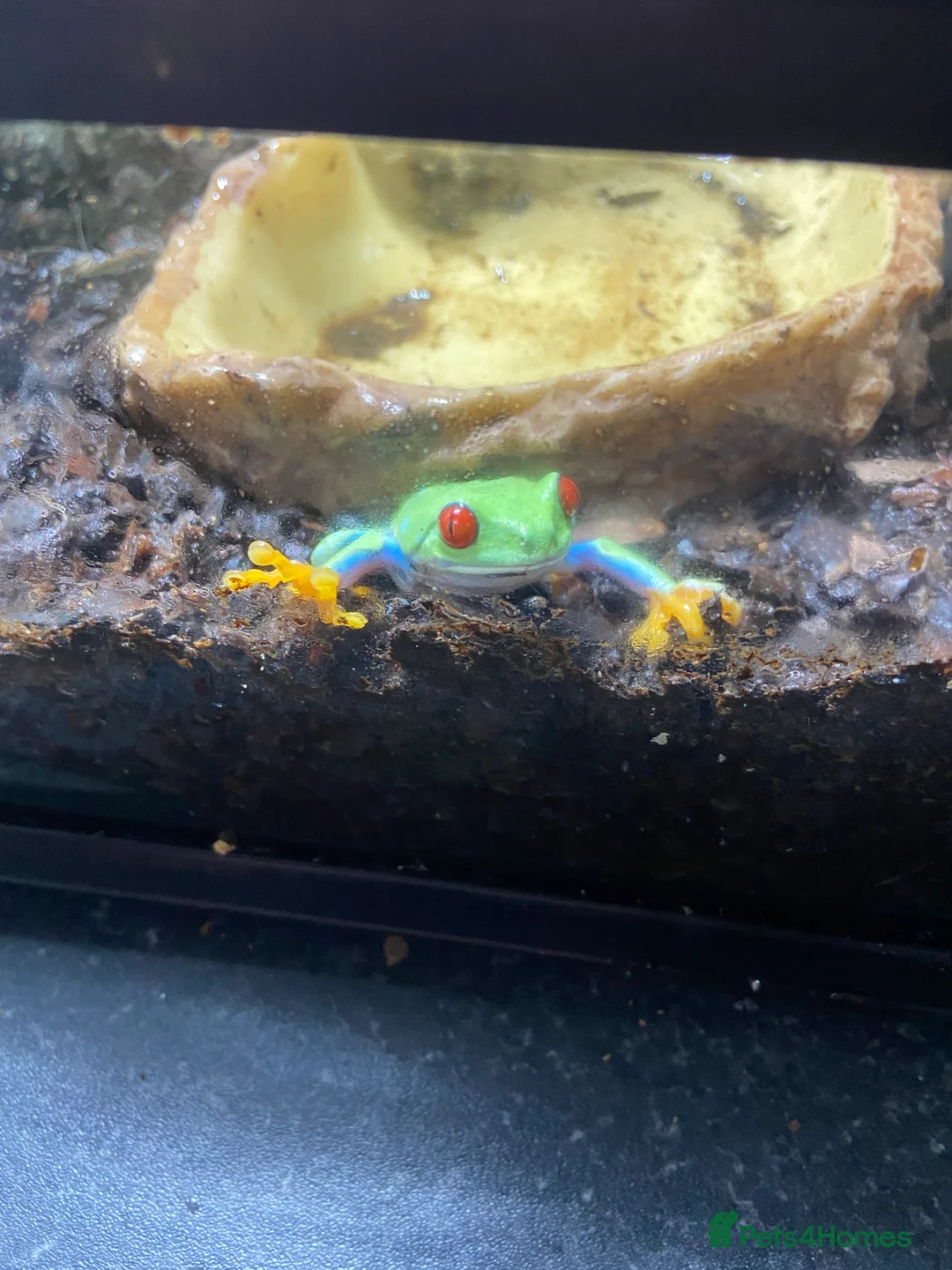 Frog reptiles for sale: Redeye tree frog  - Advert 2