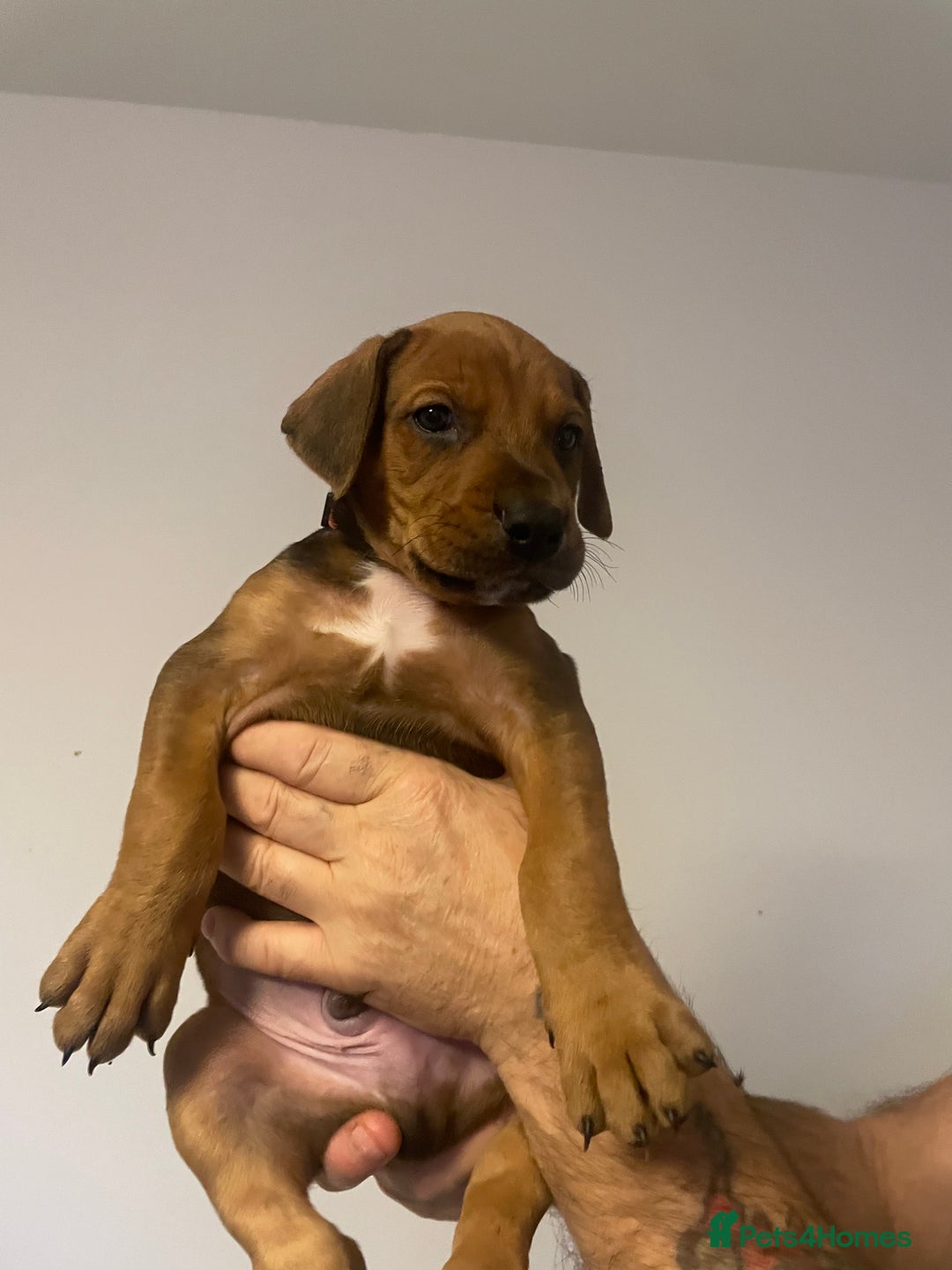 Mixed Breed dogs for sale: Doberman pups  - Advert 10