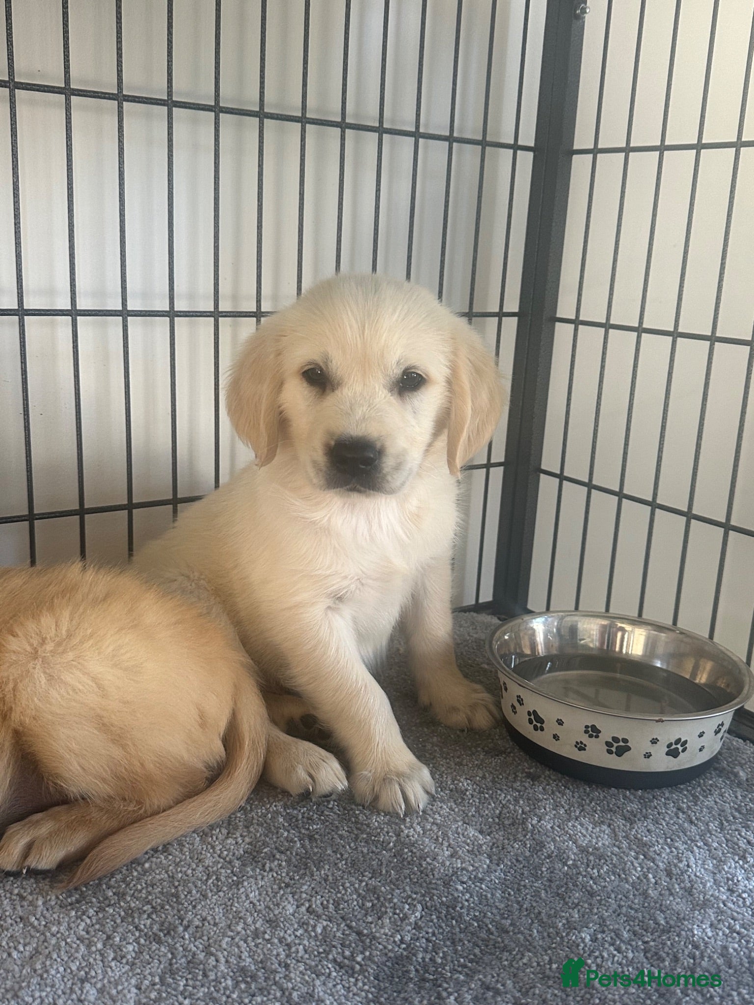 Golden Retriever dogs Quality golden retrievers  - Advert 2