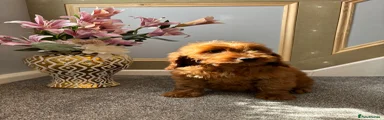 Cockapoo Puppy 7