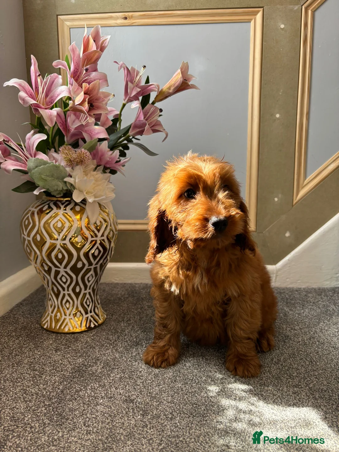 Cockapoo dogs for sale: Cockapoo Puppies LAST GIRL   FULLY VACCINATED  - Advert 2