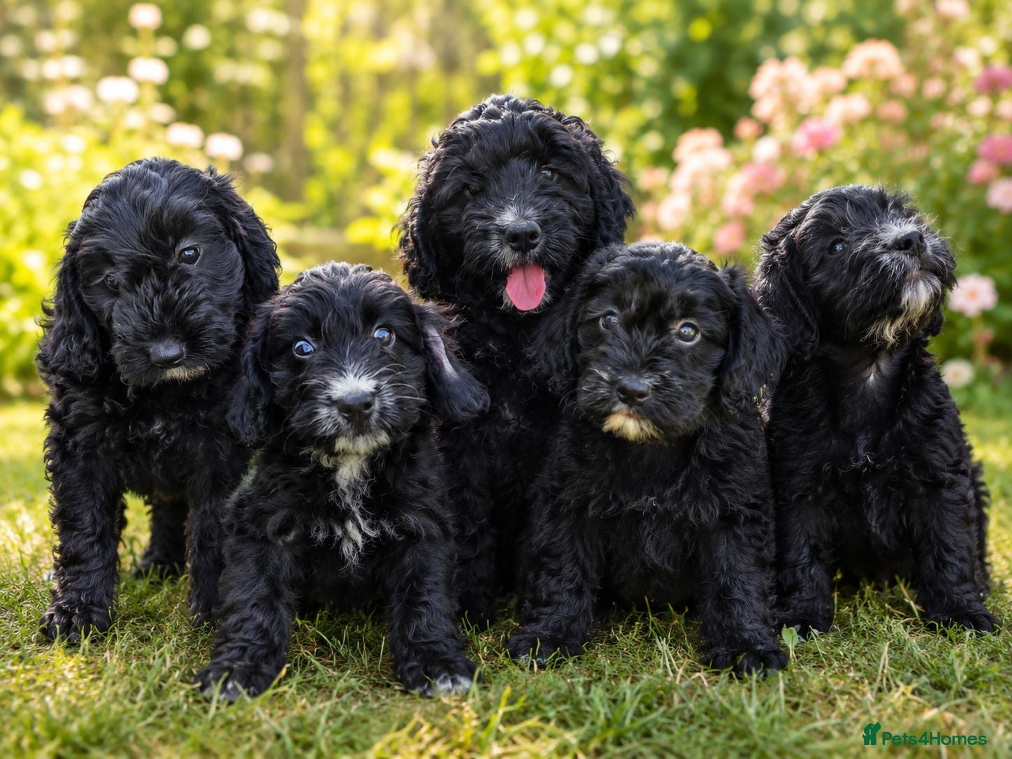 Cockapoo dogs 5 Beautiful Female Cockapoo Puppies Ready Now - Advert 4