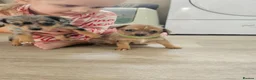 Chiweenie dogs for sale: Chiweenie  - Advert 17