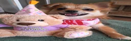Pomchi dogs for sale: 1 Year Old Pomchi - Advert 4
