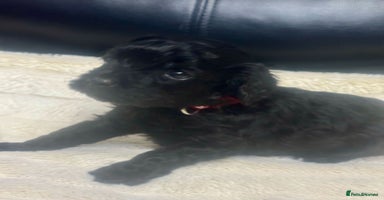 Cavapoo dogs - Advert 14