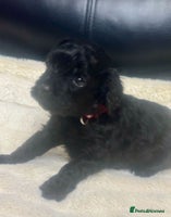 Cavapoo dogs - Advert 14