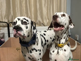 Dalmatian dogs - Advert 3