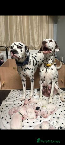 Dalmatian dogs - Advert 1