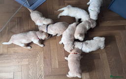 Golden Retriever dogs for sale: Golden Retriever Puppies! 💛🐶 - Image 9