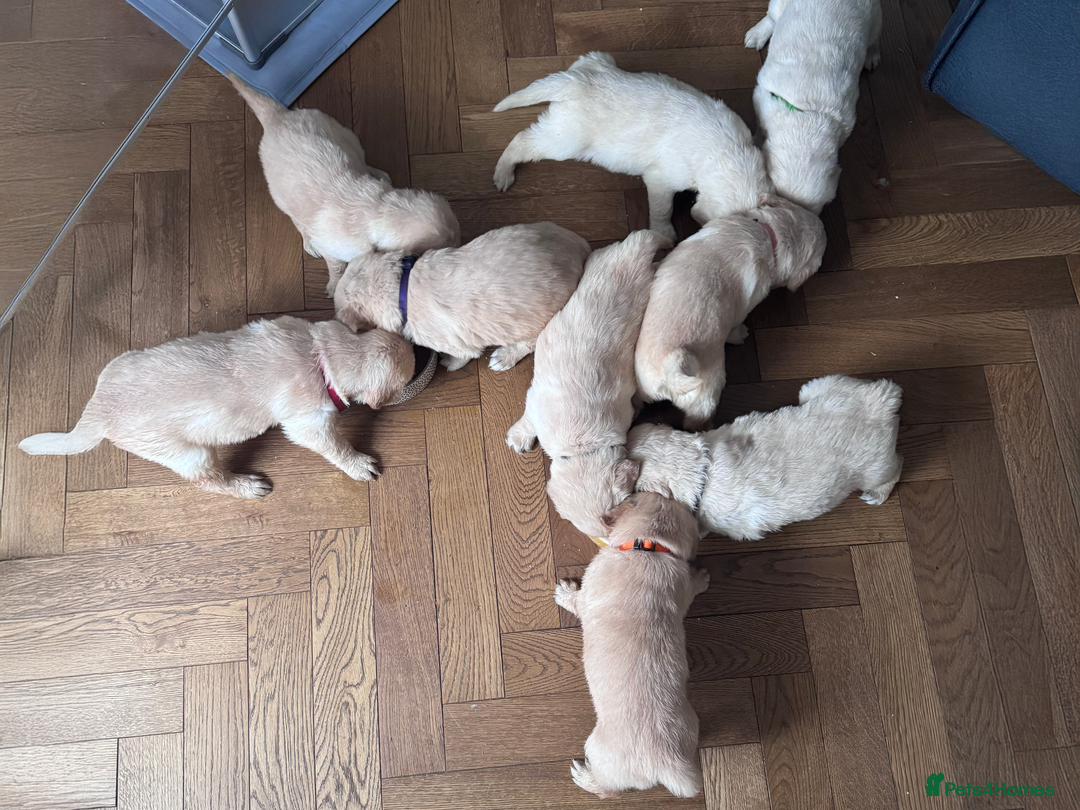 Golden Retriever dogs for sale: Golden Retriever Puppies! 💛🐶 - Image 9