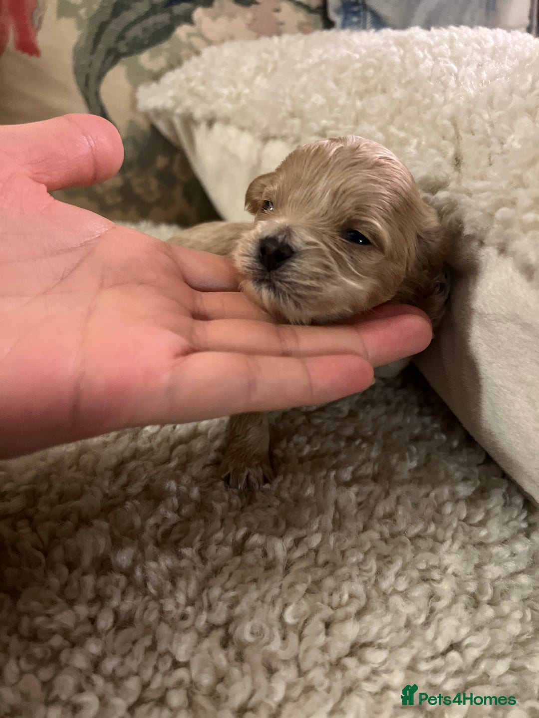 Maltipoo dogs for sale: family pet litter Mini Maltipoo puppies  - Advert 7