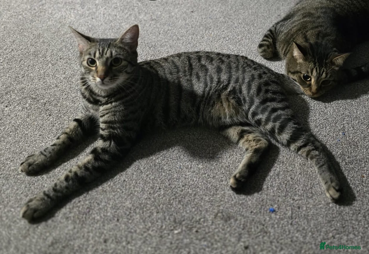 Bengal cats Handsome Bengal X Domestic Shorthair (Indoor Cat) - Advert 2