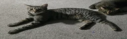 Bengal cats for sale: Handsome Bengal X Domestic Shorthair (Indoor Cat) - Advert 2
