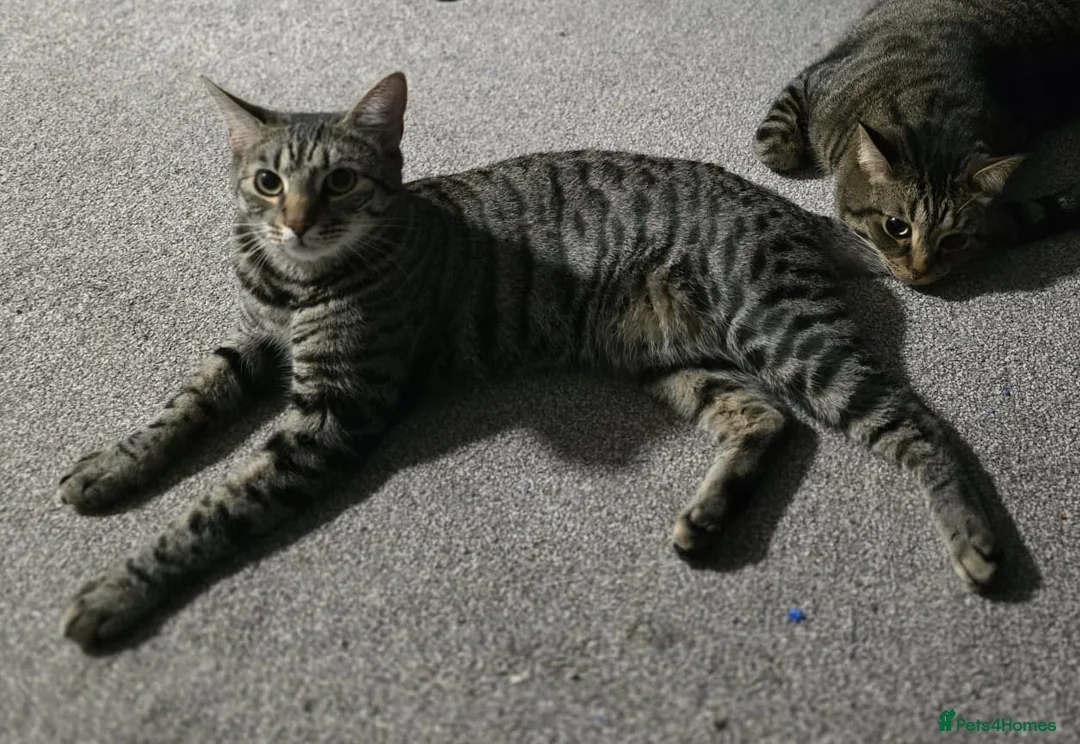 Bengal cats for sale: Handsome Bengal X Domestic Shorthair (Indoor Cat) - Advert 2